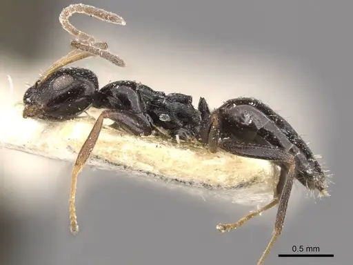 Lepisiota capensis - CASENT0909871