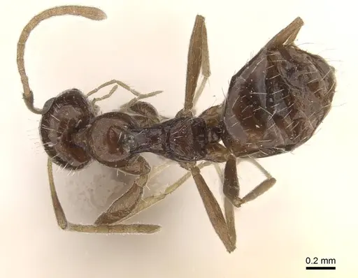 Lepisiota capensis - CASENT0909872