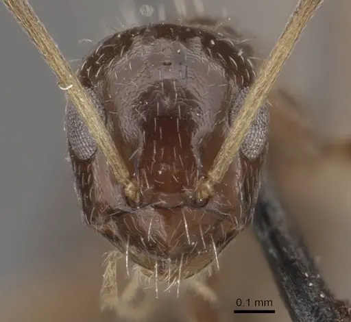 Lepisiota capensis - CASENT0909872