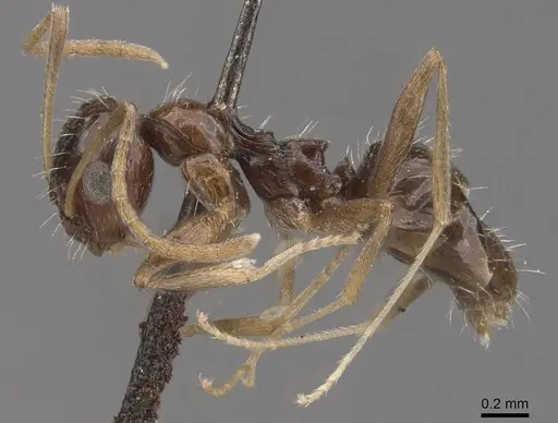 Lepisiota capensis - CASENT0909872