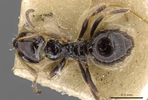 Lepisiota capensis - CASENT0909873