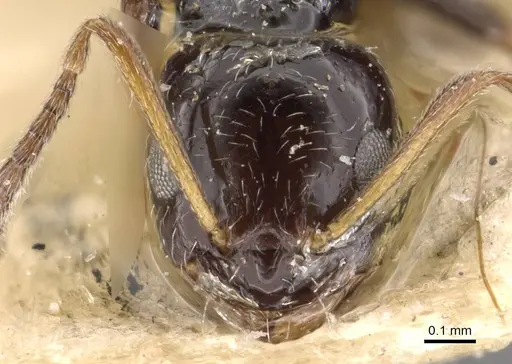 Lepisiota capensis - CASENT0909873