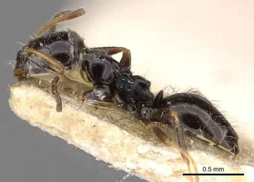 Lepisiota capensis - CASENT0909873