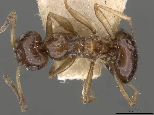 Lepisiota capensis - CASENT0909874