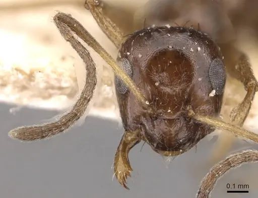 Lepisiota capensis - CASENT0909874