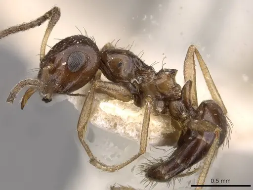 Lepisiota capensis - CASENT0909874