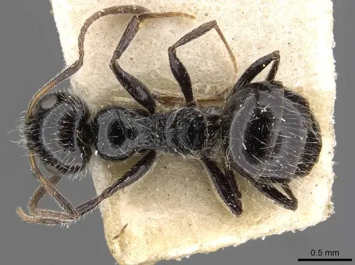 Lepisiota capensis - CASENT0909877