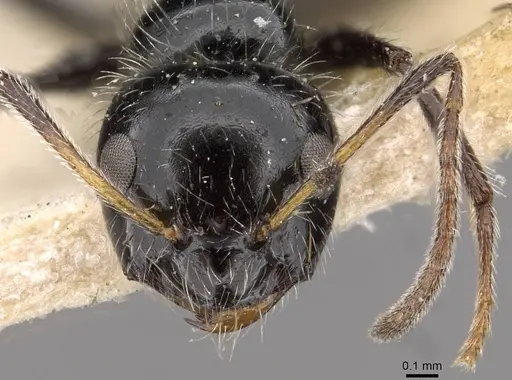 Lepisiota capensis - CASENT0909877