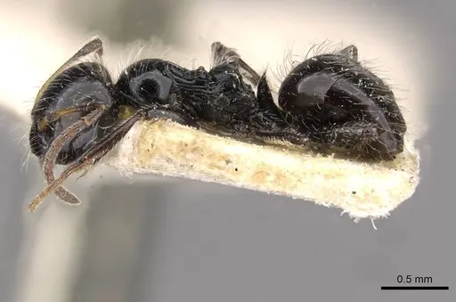 Lepisiota capensis - CASENT0909877