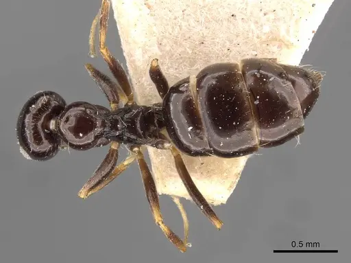 Lepisiota capensis - CASENT0909878