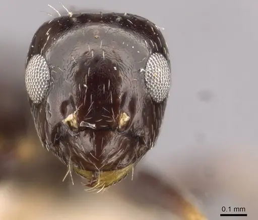 Lepisiota capensis - CASENT0909878