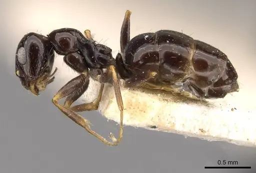 Lepisiota capensis - CASENT0909878