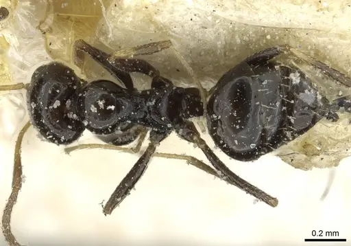 Lepisiota capensis - CASENT0912373