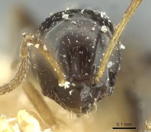 Lepisiota capensis - CASENT0912373