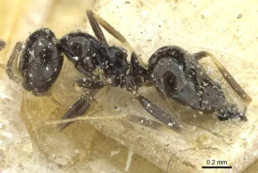 Lepisiota capensis - CASENT0912373