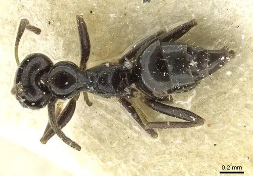 Lepisiota capensis - CASENT0912374