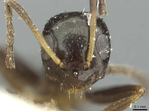 Lepisiota capensis - CASENT0912374