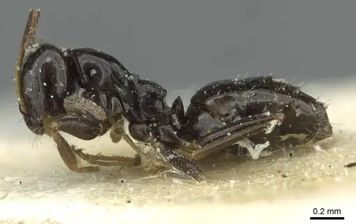 Lepisiota capensis - CASENT0912374