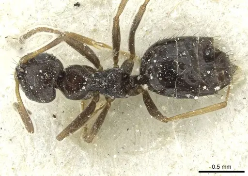 Lepisiota capensis - CASENT0912375