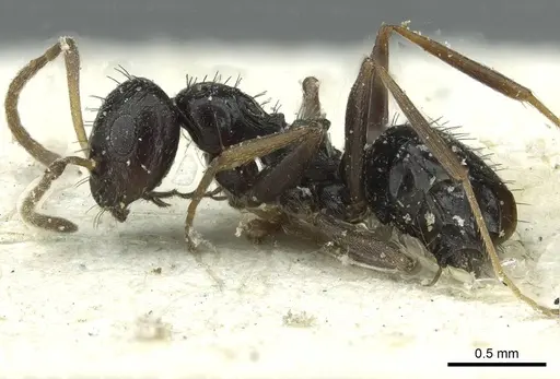 Lepisiota capensis - CASENT0912375