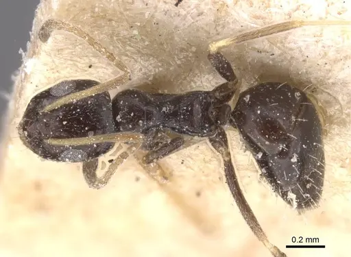 Lepisiota capensis - CASENT0912392