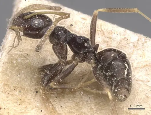 Lepisiota capensis - CASENT0912392