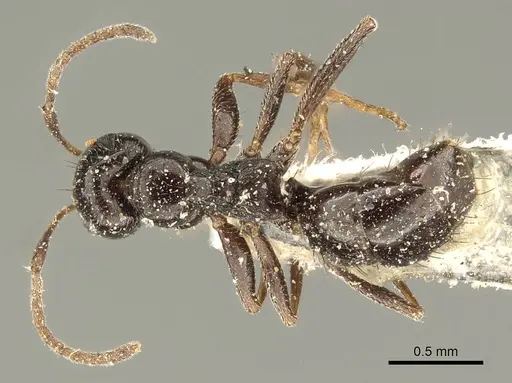 Lepisiota capensis - CASENT0915714