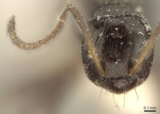 Lepisiota capensis - CASENT0915714