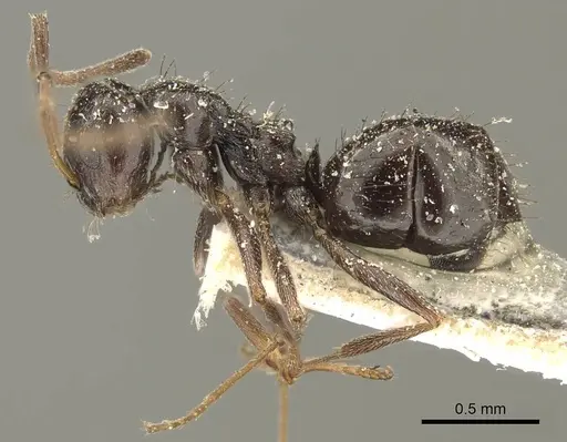 Lepisiota capensis - CASENT0915714