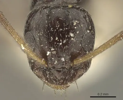 Lepisiota capensis - CASENT0915715