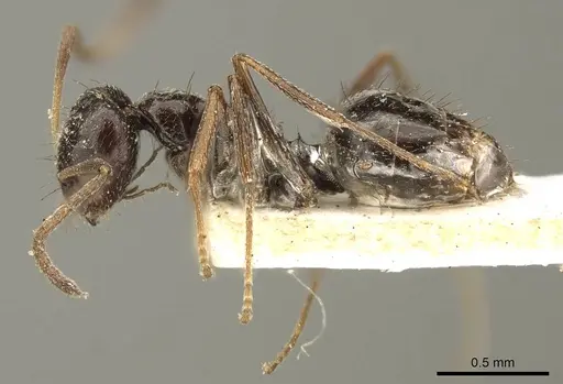 Lepisiota capensis - CASENT0915715