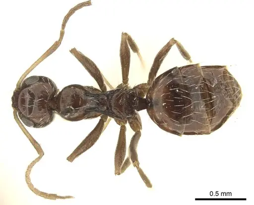 Lepisiota capensis - CASENT0915716