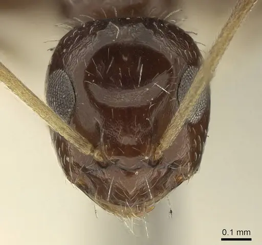 Lepisiota capensis - CASENT0915716