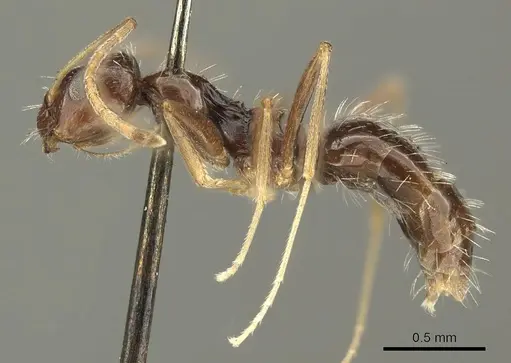 Lepisiota capensis - CASENT0915716