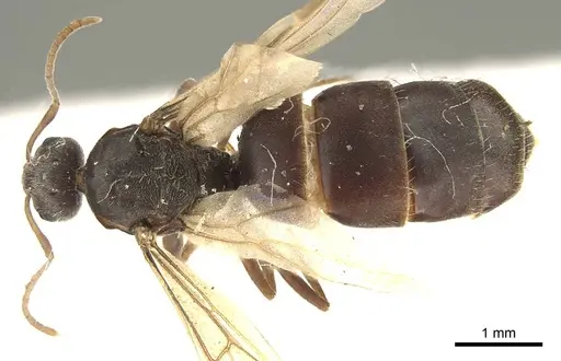 Lepisiota capensis - CASENT0915717