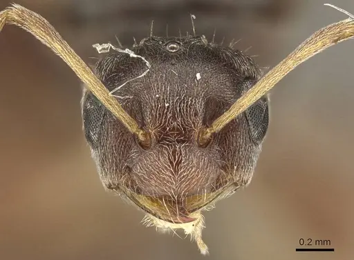 Lepisiota capensis - CASENT0915717