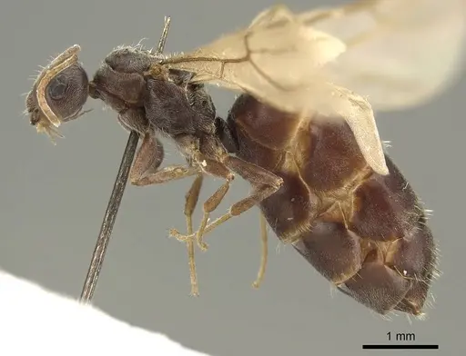 Lepisiota capensis - CASENT0915717