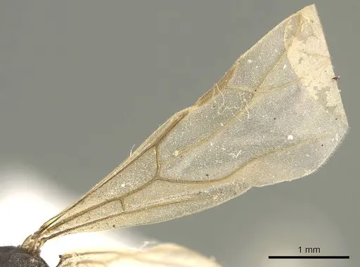 Lepisiota capensis - CASENT0915717