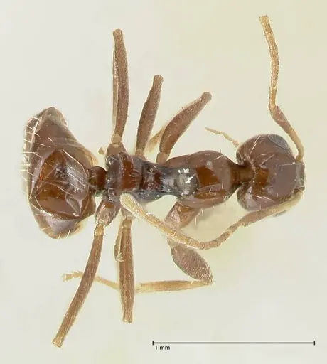 Lepisiota capensis - FOCOL1785