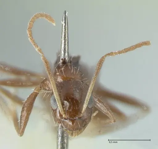 Lepisiota capensis - FOCOL1785