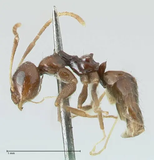 Lepisiota capensis - FOCOL1785