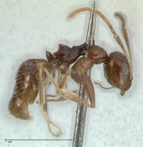 Lepisiota capensis - FOCOL1785