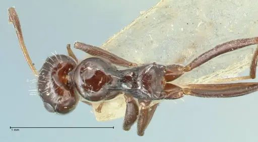 Lepisiota capensis - FOCOL2208