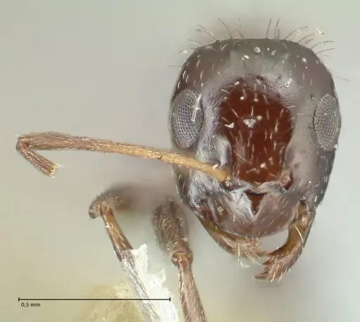 Lepisiota capensis - FOCOL2208