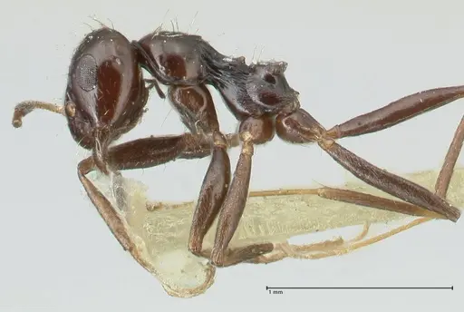 Lepisiota capensis - FOCOL2208