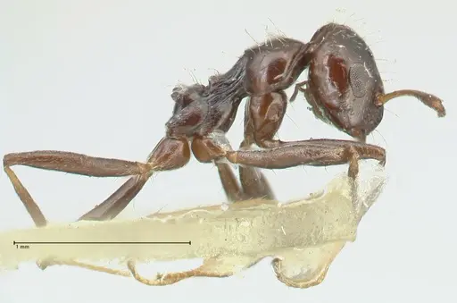 Lepisiota capensis - FOCOL2208