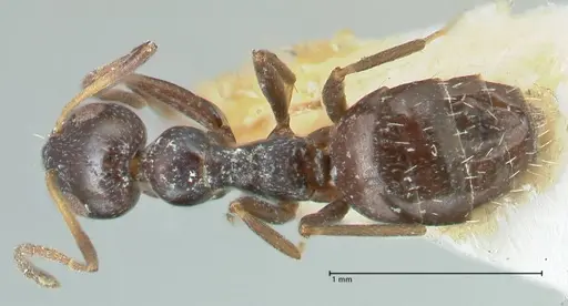 Lepisiota capensis - FOCOL2209