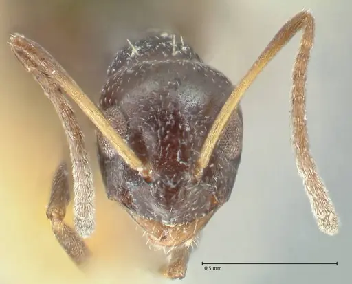 Lepisiota capensis - FOCOL2209