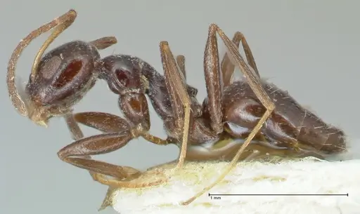 Lepisiota capensis - FOCOL2209