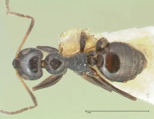 Lepisiota capensis - FOCOL2210